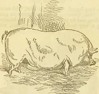 An illustration from The book of household management : comprising information for the mistress ... also, sanitary, medical, & legal memoranda; with a history of the origin, properties, and uses of all things connected with home life and comfort / by Mrs. Isabella Beeton. (1869)