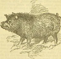 An illustration from The book of household management : comprising information for the mistress ... also, sanitary, medical, & legal memoranda; with a history of the origin, properties, and uses of all things connected with home life and comfort / by Mrs. Isabella Beeton. (1869)