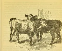 An illustration from The book of household management : comprising information for the mistress ... also, sanitary, medical, & legal memoranda; with a history of the origin, properties, and uses of all things connected with home life and comfort / by Mrs. Isabella Beeton. (1869)