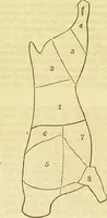An illustration from The book of household management : comprising information for the mistress ... also, sanitary, medical, & legal memoranda; with a history of the origin, properties, and uses of all things connected with home life and comfort / by Mrs. Isabella Beeton. (1869)