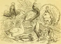 An illustration from The book of household management : comprising information for the mistress ... also, sanitary, medical, & legal memoranda; with a history of the origin, properties, and uses of all things connected with home life and comfort / by Mrs. Isabella Beeton. (1869)