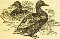 An illustration from The book of household management : comprising information for the mistress ... also, sanitary, medical, & legal memoranda; with a history of the origin, properties, and uses of all things connected with home life and comfort / by Mrs. Isabella Beeton. (1869)