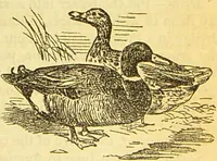 An illustration from The book of household management : comprising information for the mistress ... also, sanitary, medical, & legal memoranda; with a history of the origin, properties, and uses of all things connected with home life and comfort / by Mrs. Isabella Beeton. (1869)