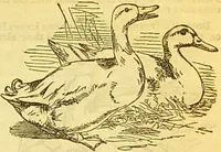 An illustration from The book of household management : comprising information for the mistress ... also, sanitary, medical, & legal memoranda; with a history of the origin, properties, and uses of all things connected with home life and comfort / by Mrs. Isabella Beeton. (1869)
