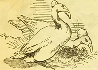 An illustration from The book of household management : comprising information for the mistress ... also, sanitary, medical, & legal memoranda; with a history of the origin, properties, and uses of all things connected with home life and comfort / by Mrs. Isabella Beeton. (1869)