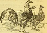 An illustration from The book of household management : comprising information for the mistress ... also, sanitary, medical, & legal memoranda; with a history of the origin, properties, and uses of all things connected with home life and comfort / by Mrs. Isabella Beeton. (1869)