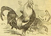 An illustration from The book of household management : comprising information for the mistress ... also, sanitary, medical, & legal memoranda; with a history of the origin, properties, and uses of all things connected with home life and comfort / by Mrs. Isabella Beeton. (1869)