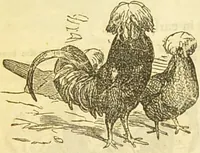An illustration from The book of household management : comprising information for the mistress ... also, sanitary, medical, & legal memoranda; with a history of the origin, properties, and uses of all things connected with home life and comfort / by Mrs. Isabella Beeton. (1869)