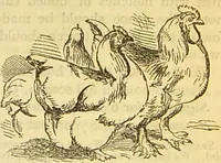 An illustration from The book of household management : comprising information for the mistress ... also, sanitary, medical, & legal memoranda; with a history of the origin, properties, and uses of all things connected with home life and comfort / by Mrs. Isabella Beeton. (1869)