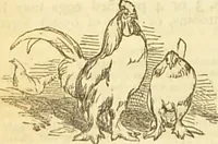 An illustration from The book of household management : comprising information for the mistress ... also, sanitary, medical, & legal memoranda; with a history of the origin, properties, and uses of all things connected with home life and comfort / by Mrs. Isabella Beeton. (1869)