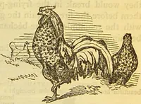 An illustration from The book of household management : comprising information for the mistress ... also, sanitary, medical, & legal memoranda; with a history of the origin, properties, and uses of all things connected with home life and comfort / by Mrs. Isabella Beeton. (1869)