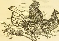An illustration from The book of household management : comprising information for the mistress ... also, sanitary, medical, & legal memoranda; with a history of the origin, properties, and uses of all things connected with home life and comfort / by Mrs. Isabella Beeton. (1869)
