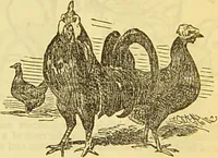 An illustration from The book of household management : comprising information for the mistress ... also, sanitary, medical, & legal memoranda; with a history of the origin, properties, and uses of all things connected with home life and comfort / by Mrs. Isabella Beeton. (1869)