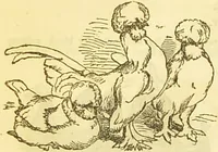 An illustration from The book of household management : comprising information for the mistress ... also, sanitary, medical, & legal memoranda; with a history of the origin, properties, and uses of all things connected with home life and comfort / by Mrs. Isabella Beeton. (1869)