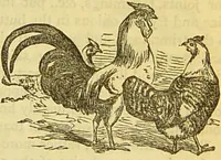 An illustration from The book of household management : comprising information for the mistress ... also, sanitary, medical, & legal memoranda; with a history of the origin, properties, and uses of all things connected with home life and comfort / by Mrs. Isabella Beeton. (1869)