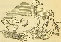An illustration from The book of household management : comprising information for the mistress ... also, sanitary, medical, & legal memoranda; with a history of the origin, properties, and uses of all things connected with home life and comfort / by Mrs. Isabella Beeton. (1869)