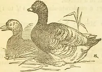 An illustration from The book of household management : comprising information for the mistress ... also, sanitary, medical, & legal memoranda; with a history of the origin, properties, and uses of all things connected with home life and comfort / by Mrs. Isabella Beeton. (1869)