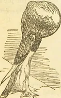 An illustration from The book of household management : comprising information for the mistress ... also, sanitary, medical, & legal memoranda; with a history of the origin, properties, and uses of all things connected with home life and comfort / by Mrs. Isabella Beeton. (1869)