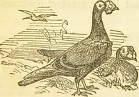 An illustration from The book of household management : comprising information for the mistress ... also, sanitary, medical, & legal memoranda; with a history of the origin, properties, and uses of all things connected with home life and comfort / by Mrs. Isabella Beeton. (1869)