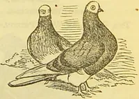 An illustration from The book of household management : comprising information for the mistress ... also, sanitary, medical, & legal memoranda; with a history of the origin, properties, and uses of all things connected with home life and comfort / by Mrs. Isabella Beeton. (1869)
