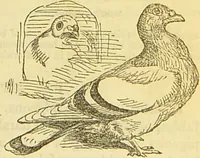 An illustration from The book of household management : comprising information for the mistress ... also, sanitary, medical, & legal memoranda; with a history of the origin, properties, and uses of all things connected with home life and comfort / by Mrs. Isabella Beeton. (1869)