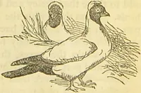 An illustration from The book of household management : comprising information for the mistress ... also, sanitary, medical, & legal memoranda; with a history of the origin, properties, and uses of all things connected with home life and comfort / by Mrs. Isabella Beeton. (1869)