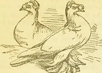 An illustration from The book of household management : comprising information for the mistress ... also, sanitary, medical, & legal memoranda; with a history of the origin, properties, and uses of all things connected with home life and comfort / by Mrs. Isabella Beeton. (1869)