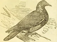 An illustration from The book of household management : comprising information for the mistress ... also, sanitary, medical, & legal memoranda; with a history of the origin, properties, and uses of all things connected with home life and comfort / by Mrs. Isabella Beeton. (1869)