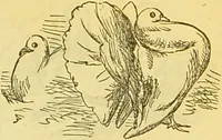 An illustration from The book of household management : comprising information for the mistress ... also, sanitary, medical, & legal memoranda; with a history of the origin, properties, and uses of all things connected with home life and comfort / by Mrs. Isabella Beeton. (1869)