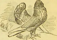 An illustration from The book of household management : comprising information for the mistress ... also, sanitary, medical, & legal memoranda; with a history of the origin, properties, and uses of all things connected with home life and comfort / by Mrs. Isabella Beeton. (1869)