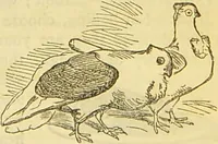 An illustration from The book of household management : comprising information for the mistress ... also, sanitary, medical, & legal memoranda; with a history of the origin, properties, and uses of all things connected with home life and comfort / by Mrs. Isabella Beeton. (1869)