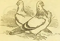 An illustration from The book of household management : comprising information for the mistress ... also, sanitary, medical, & legal memoranda; with a history of the origin, properties, and uses of all things connected with home life and comfort / by Mrs. Isabella Beeton. (1869)