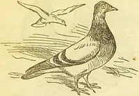 An illustration from The book of household management : comprising information for the mistress ... also, sanitary, medical, & legal memoranda; with a history of the origin, properties, and uses of all things connected with home life and comfort / by Mrs. Isabella Beeton. (1869)