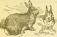 An illustration from The book of household management : comprising information for the mistress ... also, sanitary, medical, & legal memoranda; with a history of the origin, properties, and uses of all things connected with home life and comfort / by Mrs. Isabella Beeton. (1869)