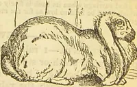 An illustration from The book of household management : comprising information for the mistress ... also, sanitary, medical, & legal memoranda; with a history of the origin, properties, and uses of all things connected with home life and comfort / by Mrs. Isabella Beeton. (1869)