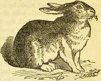 An illustration from The book of household management : comprising information for the mistress ... also, sanitary, medical, & legal memoranda; with a history of the origin, properties, and uses of all things connected with home life and comfort / by Mrs. Isabella Beeton. (1869)