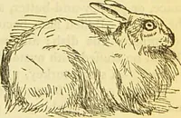 An illustration from The book of household management : comprising information for the mistress ... also, sanitary, medical, & legal memoranda; with a history of the origin, properties, and uses of all things connected with home life and comfort / by Mrs. Isabella Beeton. (1869)