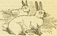 An illustration from The book of household management : comprising information for the mistress ... also, sanitary, medical, & legal memoranda; with a history of the origin, properties, and uses of all things connected with home life and comfort / by Mrs. Isabella Beeton. (1869)