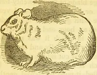 An illustration from The book of household management : comprising information for the mistress ... also, sanitary, medical, & legal memoranda; with a history of the origin, properties, and uses of all things connected with home life and comfort / by Mrs. Isabella Beeton. (1869)