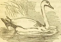 An illustration from The book of household management : comprising information for the mistress ... also, sanitary, medical, & legal memoranda; with a history of the origin, properties, and uses of all things connected with home life and comfort / by Mrs. Isabella Beeton. (1869)
