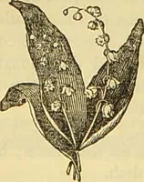 An illustration from The book of household management : comprising information for the mistress ... also, sanitary, medical, & legal memoranda; with a history of the origin, properties, and uses of all things connected with home life and comfort / by Mrs. Isabella Beeton. (1869)
