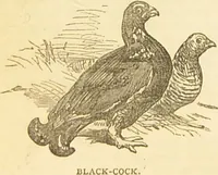 An illustration from The book of household management : comprising information for the mistress ... also, sanitary, medical, & legal memoranda; with a history of the origin, properties, and uses of all things connected with home life and comfort / by Mrs. Isabella Beeton. (1869)