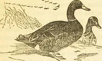 An illustration from The book of household management : comprising information for the mistress ... also, sanitary, medical, & legal memoranda; with a history of the origin, properties, and uses of all things connected with home life and comfort / by Mrs. Isabella Beeton. (1869)
