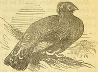 An illustration from The book of household management : comprising information for the mistress ... also, sanitary, medical, & legal memoranda; with a history of the origin, properties, and uses of all things connected with home life and comfort / by Mrs. Isabella Beeton. (1869)