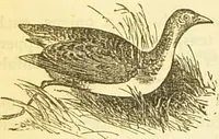 An illustration from The book of household management : comprising information for the mistress ... also, sanitary, medical, & legal memoranda; with a history of the origin, properties, and uses of all things connected with home life and comfort / by Mrs. Isabella Beeton. (1869)