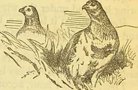 An illustration from The book of household management : comprising information for the mistress ... also, sanitary, medical, & legal memoranda; with a history of the origin, properties, and uses of all things connected with home life and comfort / by Mrs. Isabella Beeton. (1869)