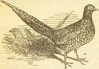 An illustration from The book of household management : comprising information for the mistress ... also, sanitary, medical, & legal memoranda; with a history of the origin, properties, and uses of all things connected with home life and comfort / by Mrs. Isabella Beeton. (1869)