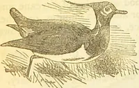 An illustration from The book of household management : comprising information for the mistress ... also, sanitary, medical, & legal memoranda; with a history of the origin, properties, and uses of all things connected with home life and comfort / by Mrs. Isabella Beeton. (1869)