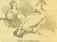 An illustration from The book of household management : comprising information for the mistress ... also, sanitary, medical, & legal memoranda; with a history of the origin, properties, and uses of all things connected with home life and comfort / by Mrs. Isabella Beeton. (1869)
