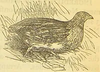 An illustration from The book of household management : comprising information for the mistress ... also, sanitary, medical, & legal memoranda; with a history of the origin, properties, and uses of all things connected with home life and comfort / by Mrs. Isabella Beeton. (1869)